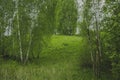 Picturesque bright green birch Russian forest in spring