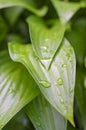 Picturesque bright green garden plant Host after the rain