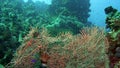 Picturesque bush Gorgonian fan coral Subergorgia mollis .