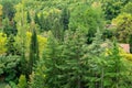 Picturesque calm autumn landscape with coniferous trees and cedars on background of Ayu-Dag Bear Mountain mountain