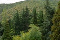 Picturesque calm autumn landscape with coniferous trees and cedars on background of Ayu-Dag Bear Mountain