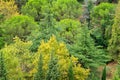 Picturesque calm autumn landscape with coniferous trees and cedars on background of Ayu-Dag Bear Mountain