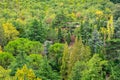 Picturesque calm autumn landscape with coniferous trees and cedars on background of Ayu-Dag Bear Mountain