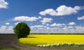 Picturesque canola field and lonely tree under blue sky with white fluffy clouds Royalty Free Stock Photo