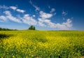 Picturesque canola field and lonely tree under blue sky with white fluffy clouds Royalty Free Stock Photo