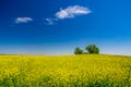 Picturesque canola field and lonely trees under blue sky with white fluffy clouds Royalty Free Stock Photo