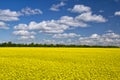 Picturesque canola field under blue sky with white fluffy clouds Royalty Free Stock Photo