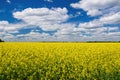 Picturesque canola field under blue sky with white fluffy clouds Royalty Free Stock Photo