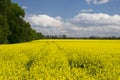 Picturesque canola field under blue sky with white fluffy clouds Royalty Free Stock Photo
