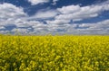 Picturesque canola field under blue sky with white fluffy clouds Royalty Free Stock Photo