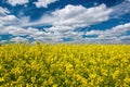 Picturesque canola field under blue sky with white fluffy clouds Royalty Free Stock Photo