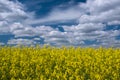 Picturesque canola field under blue sky with white fluffy clouds Royalty Free Stock Photo