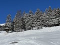 Picturesque canopies of alpine trees in a typical winter atmosphere after the winter snowfall above the tourist resorts