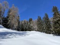 Picturesque canopies of alpine trees in a typical winter atmosphere after the winter snowfall above the tourist resorts