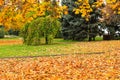 Picturesque cityscape of autumn street with trees covered with yellow leaves. Beautiful Embankment in fall foliage, city Dnipro Royalty Free Stock Photo