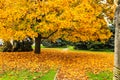 Picturesque cityscape of autumn street with trees covered with yellow leaves. Beautiful Embankment in fall foliage, city Dnipro Royalty Free Stock Photo