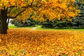 Picturesque cityscape of autumn street with trees covered with yellow leaves. Beautiful Embankment in fall foliage, city Dnipro Royalty Free Stock Photo