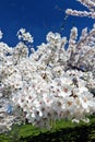 Spring's Arrival: Sakura Blossoms in the City