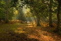 Picturesque clearing in forest Royalty Free Stock Photo