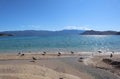 Picturesque coast of the Adriatic Sea, seagulls on a pebble beach on a sunny autumn day, Krk island, Baska, Croatia Royalty Free Stock Photo