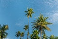 Picturesque coconut palm tree grove in tropical climate near equator on Togean islands near Sulawesi