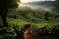 Picturesque Coffee plantation sunset. Generate Ai