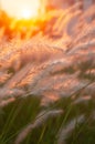 Picturesque cogon grass flowers at sunset, nature scene in summer Royalty Free Stock Photo