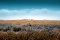 Picturesque color landscape. Multicolored grass on the prairie against a blue sky. The concept of natural minimalism in design