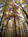 picturesque colorful autumn trees in the forest