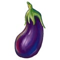 Picturesque and colorful eggplant drawing illustration symbol vegetables