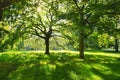 Picturesque corner in the Hyde Park, London, UK Royalty Free Stock Photo