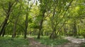 A Picturesque Corner in One of the Parks of the City of Odessa. A Variety of Green Shades Graced the Surrounding Picture