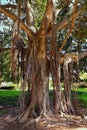 Picturesque corner in the Park Ramat Hanadiv, Israel Royalty Free Stock Photo