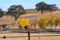 Autumn in Paso Robles, California - oak trees, vineyards and fall colors Royalty Free Stock Photo