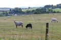 Desturbed goats on pasture