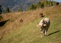 Picturesque cow grazing peacefully in a lush green field, surrounded by rolling hills Royalty Free Stock Photo