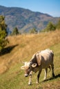 Picturesque cow grazing peacefully in a lush green field, surrounded by rolling hills Royalty Free Stock Photo