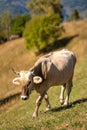 Picturesque cow grazing peacefully in a lush green field, surrounded by rolling hills Royalty Free Stock Photo