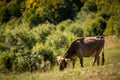 Picturesque cow grazing peacefully in a lush green field, surrounded by rolling hills Royalty Free Stock Photo