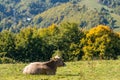 Picturesque cow grazing peacefully in a lush green field, surrounded by rolling hills Royalty Free Stock Photo