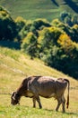 Picturesque cow grazing peacefully in a lush green field, surrounded by rolling hills Royalty Free Stock Photo