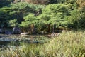 The picturesque cultivated pine trees in the garden of Heian-jingu Shrine. Kyoto. Japan Royalty Free Stock Photo