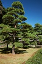 The picturesque cultivated pine trees in the garden of Tokyo Imperial Palace. Tokyo. Japan Royalty Free Stock Photo