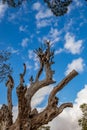 Picturesque dead olive tree trunk