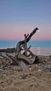 Picturesque dead tree situated on the beach, overlooking the tranquil sunset sky Royalty Free Stock Photo