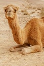 Picturesque desert dromedary camel lying on sand and looking into camera. Royalty Free Stock Photo