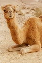 Picturesque desert dromedary camel lying on sand and looking into camera. Royalty Free Stock Photo