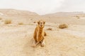 Picturesque desert dromedary camel lying on sand and looking into camera.