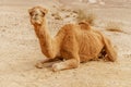 Picturesque desert dromedary camel lying on sand and looking into camera.