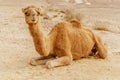 Picturesque desert dromedary camel lying on sand and looking into camera. Royalty Free Stock Photo